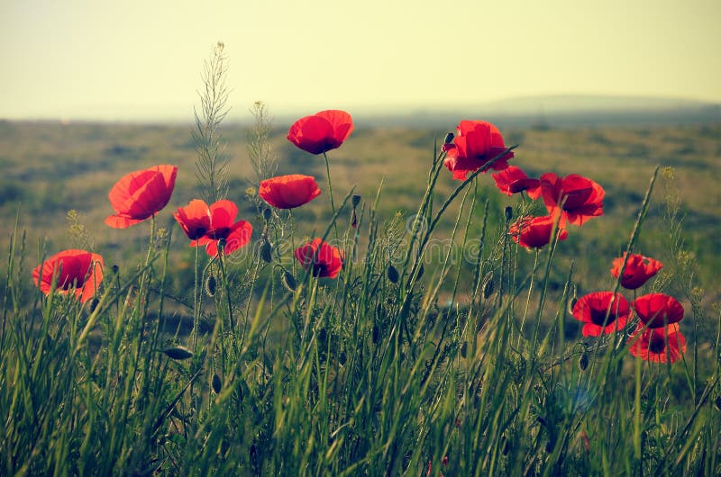 Poppy flowers on meadow stock photo. Image of filtered - 41188402