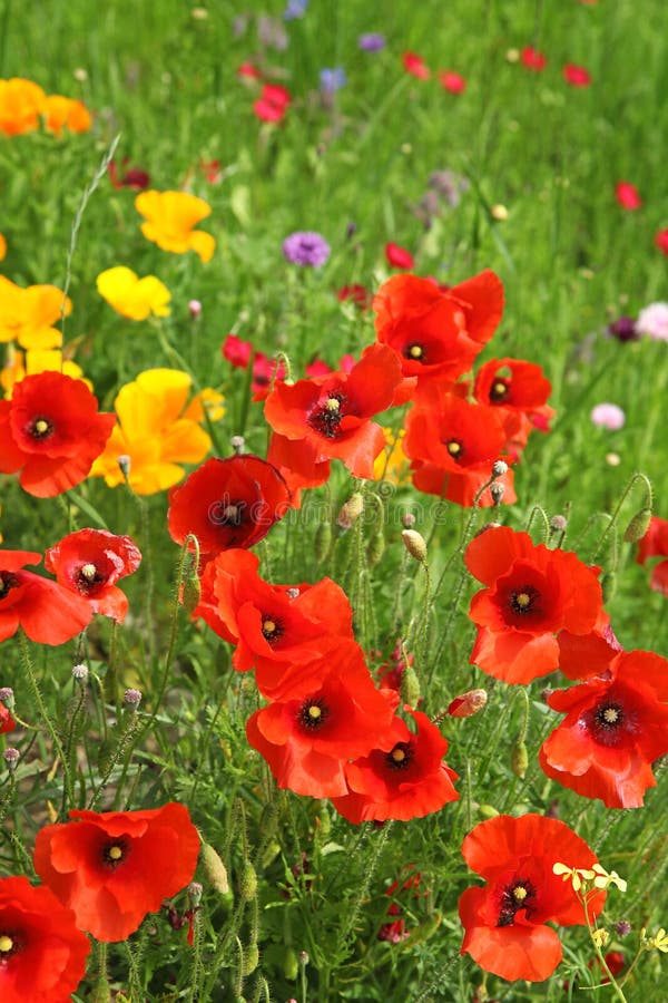 Poppy Flowers in a Meadow in Spring Stock Image Image of papaver