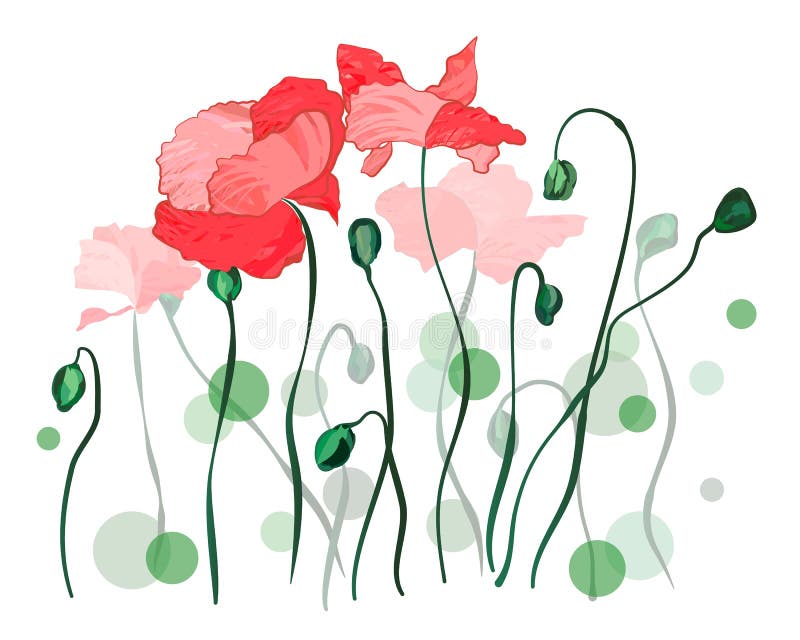 Poppy Flowers Over White rouge illustration libre de droits Poppy Flowers Over White rouge illustration libre de droits