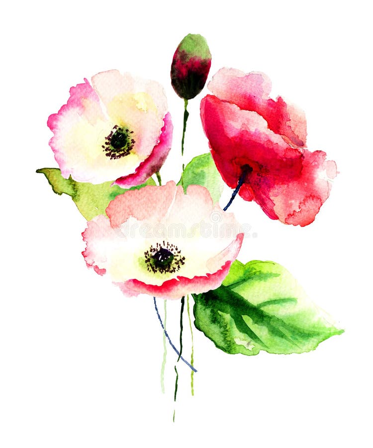 Red poppy flowers stock illustration. Illustration of branch - 24773632