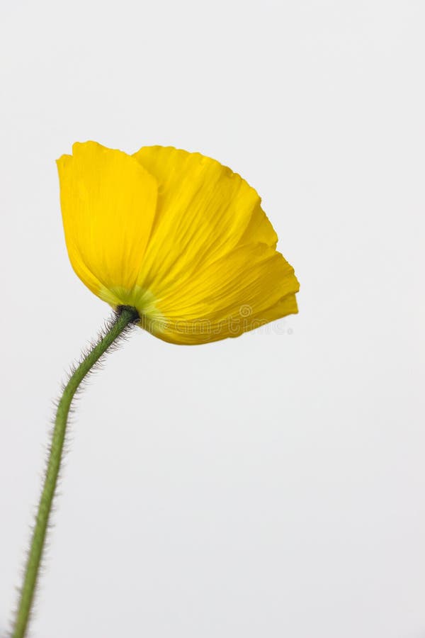 Poppy Flowers on White Background Stock Image - Image of natural ...