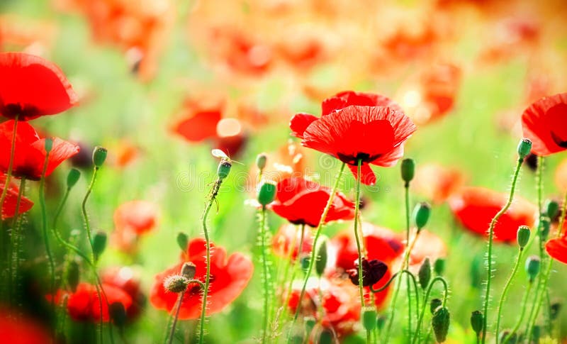 Poppy flowers royalty free stock image