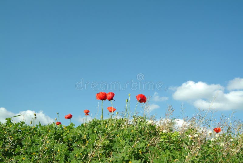 Poppy and grass in field