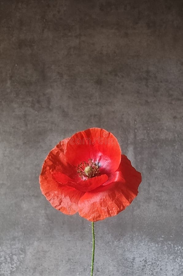 Poppy on the Gray background