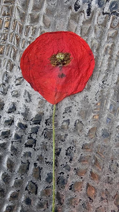 Poppy on the gray background