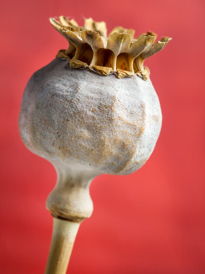 Poppy head stock image. Image of stalk, capsule, seed 66907259