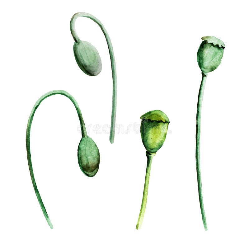 Poppy heads. Watercolor hand drawn illustration. Set of objects isolated on white background. Element for cards, holidays, wedding stock photography Poppy heads. Watercolor hand drawn illustration. Set of objects isolated on white background. Element for cards, holidays, wedding stock photography
