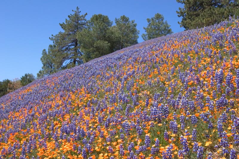 Poppy and Lupin Hill royalty free stock images