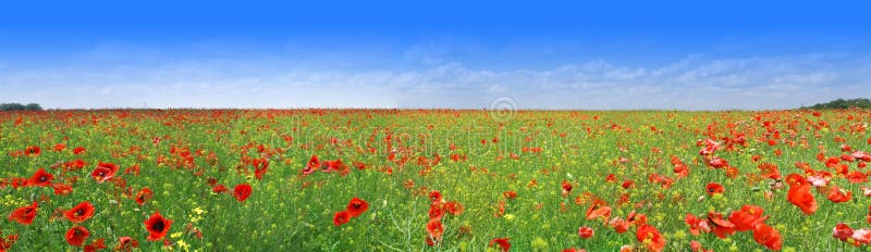 Poppy meadow