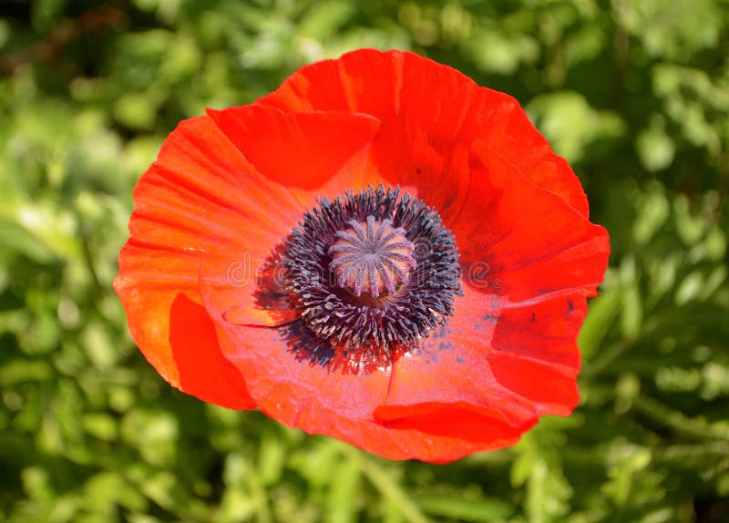 poppy orientalny zdjęcie royalty free poppy orientalny zdjęcie royalty free