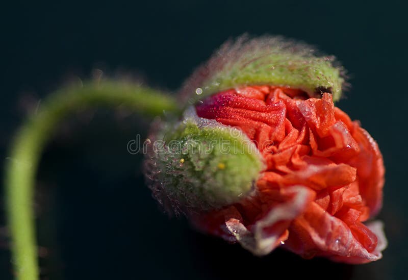 Poppy with pearls