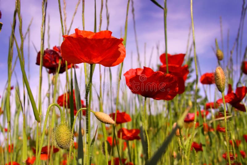 Poppy plants stock photography