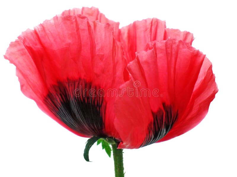 Isolated portrait of a red poppy (genus: Papaver) over white background. Characterized by its crumpled petals in showy red, orange, yellow or white flowers. With copy space. Isolated portrait of a red poppy (genus: Papaver) over white background. Characterized by its crumpled petals in showy red, orange, yellow or white flowers. With copy space.