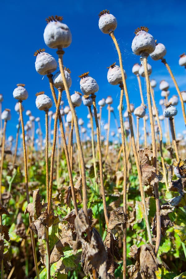 Poppy seeds stock image. Image of unsaturated, nutrition 952811