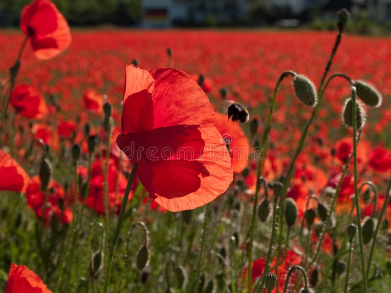 Poppy Seed field stock image. Image of field, mass, green 57286299
