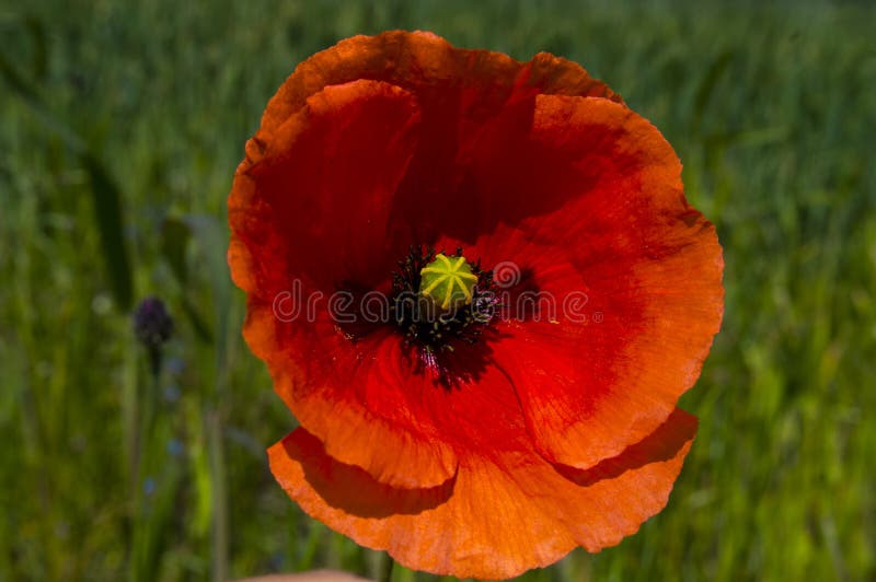 Poppy seed flower stock image. Image of poppy, seed, field 54804465
