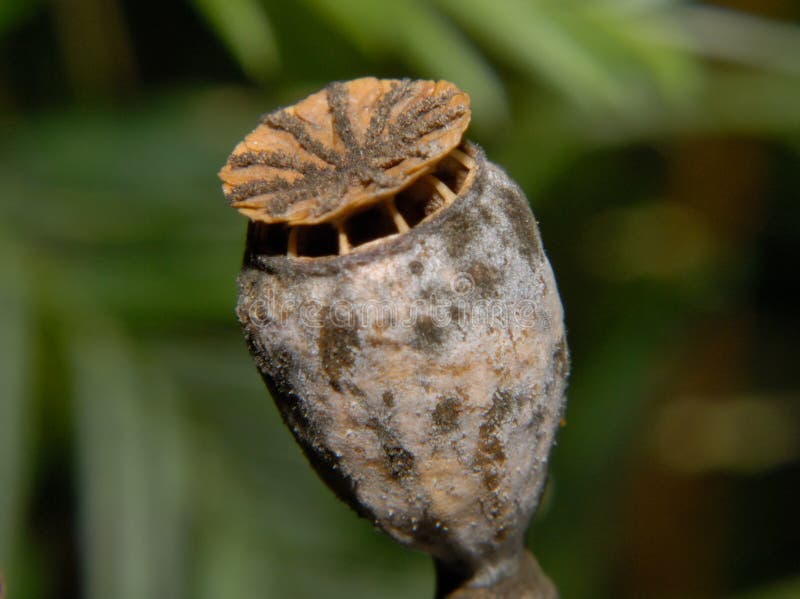 Poppy seed head stock photo. Image of field, corn, head - 8984600