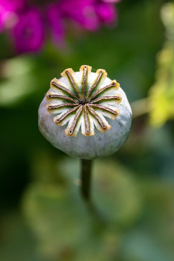 Poppy seed head stock photo. Image of field, corn, head 8984600