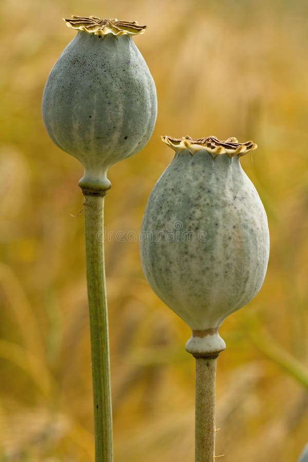 Poppy seed heads stock image. Image of narcotic, addiction 32493261