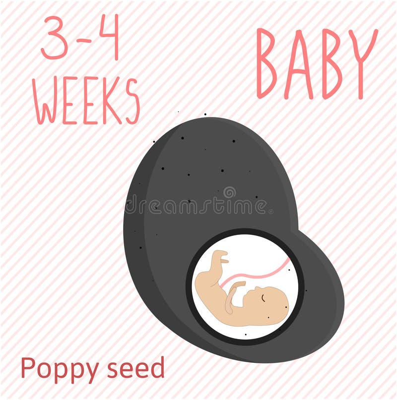 Poppy seed. pregnancy development, size of embryo for 3-4 weeks. compare with fruits