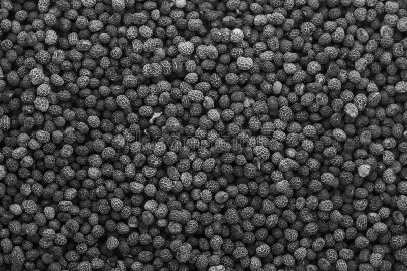 Poppy Seed. Poppy Seeds As Background, Texture Close Up Stock Photo