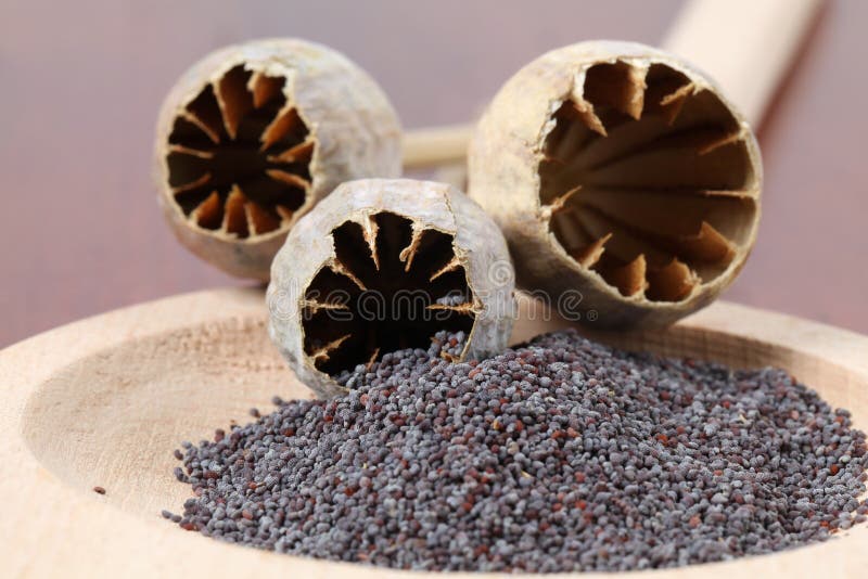Poppy seeds stock image. Image of ingredient, food, close 15923435