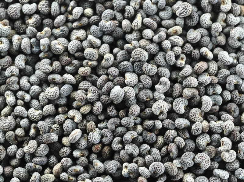The Temples Of Bagan At Sunset, Bagan, Myanmar Stock Image Image of