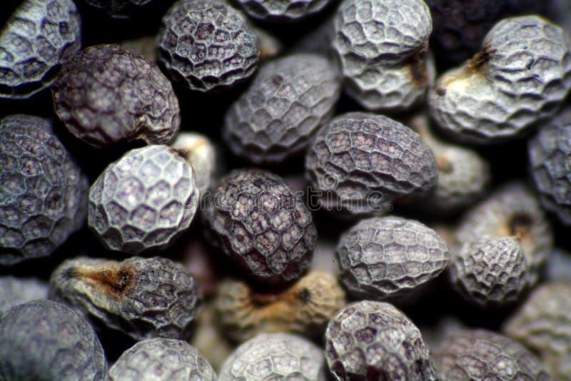 Poppy seeds stock photo. Image of farming, cake, healthy 58994486