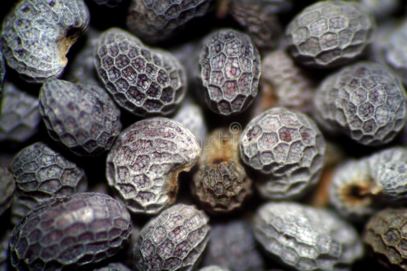 Poppy seeds stock image. Image of food, seasons, agrarian 58994499