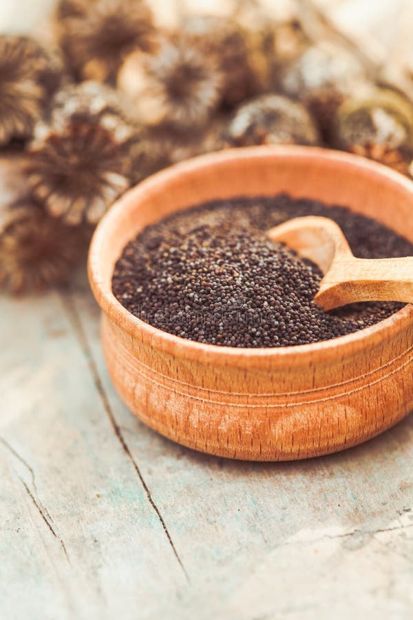 Dry poppy plant stock image. Image of floral, nature 62818841