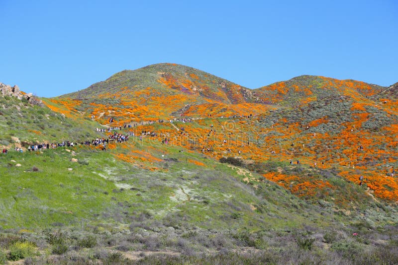 Poppy Super Bloom Visitors On orange et outre de la traînée chez Walker Canyon dans le lac Elsinore, CA images libres de droits Poppy Super Bloom Visitors On orange et outre de la traînée chez Walker Canyon dans le lac Elsinore, CA images libres de droits