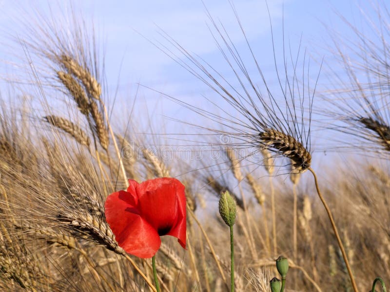 Poppy and wheat