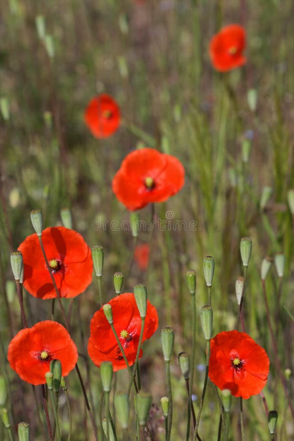 Free Poppys Stock Photos - 10558983