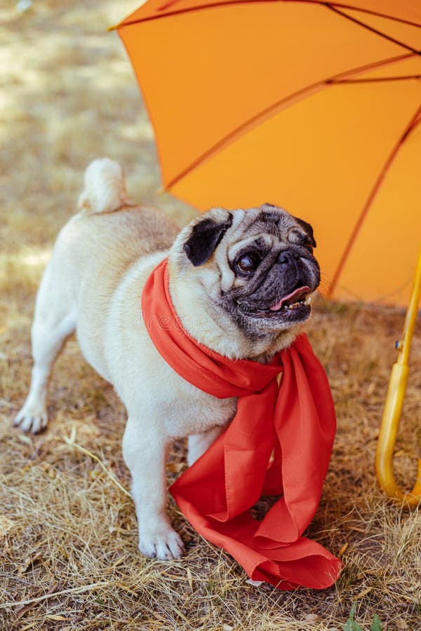 Pug Umbrella - Red Pug Umbrella - Red