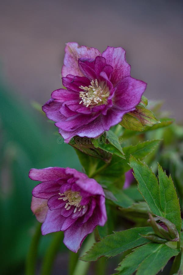 Populaire geteelde bloemen voor de winter- en lentestuin. hellebore hybriden of zwarte hellebore in de voorjaarstuin royalty-vrije stock foto Populaire geteelde bloemen voor de winter- en lentestuin. hellebore hybriden of zwarte hellebore in de voorjaarstuin royalty-vrije stock foto
