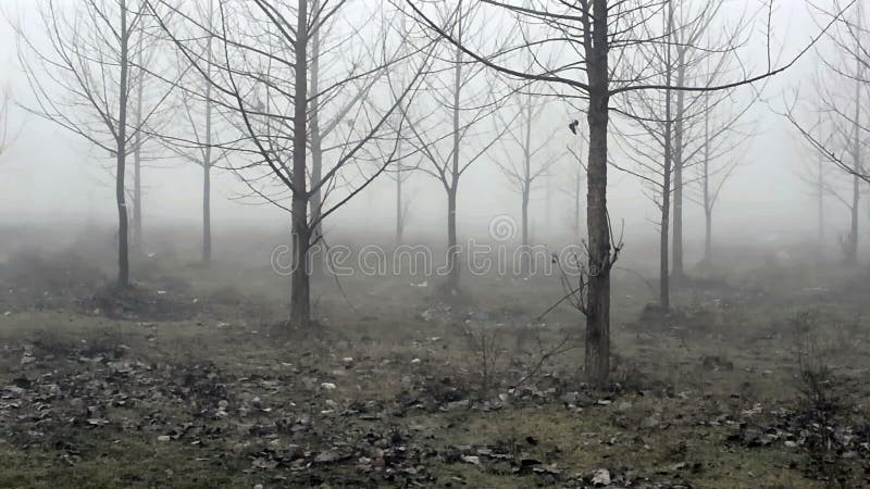 Populieren in de mist stock footage