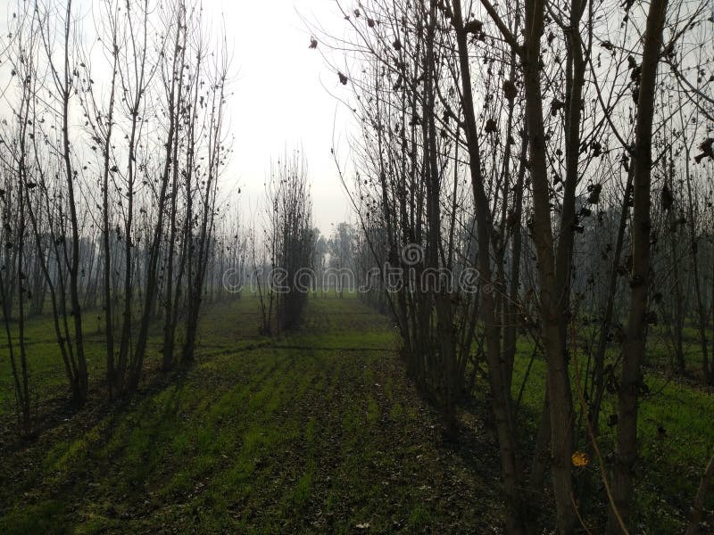 Populus ciliata , the Himalayan poplar , is a large deciduous tree with tall clean straight trunk and wide rounded crown. [1] The bark of the young trees is smooth greenish-grey and the bark of the old trees is dark brown with vertical cracks. Leaves are broadly ovate with serrulate-crenate and hairy margins