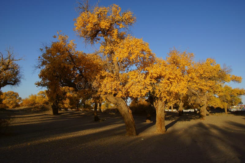 Populus euphratica