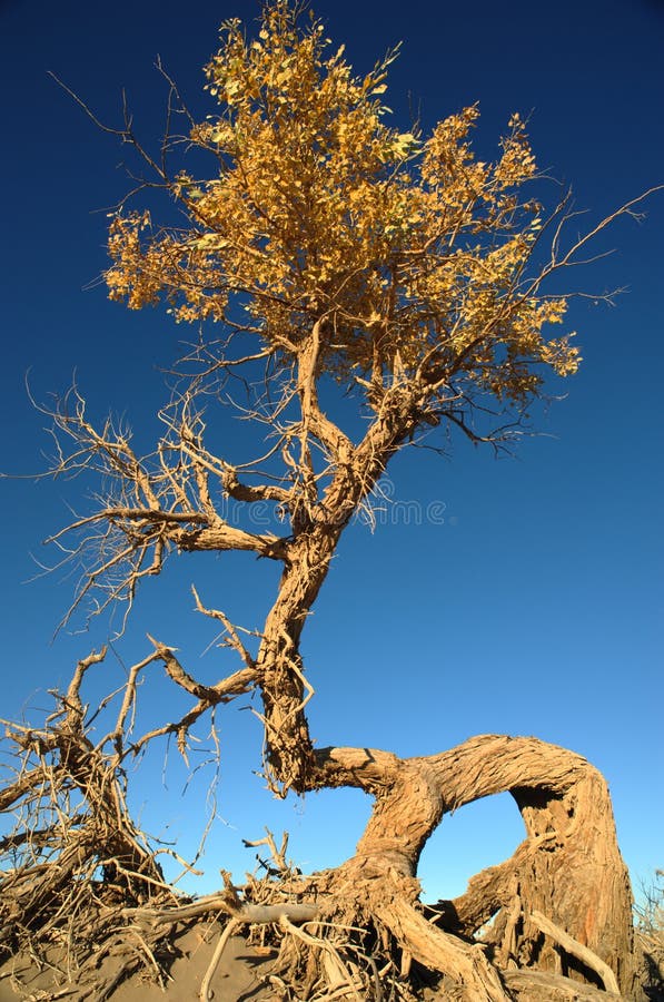 Populus euphratica