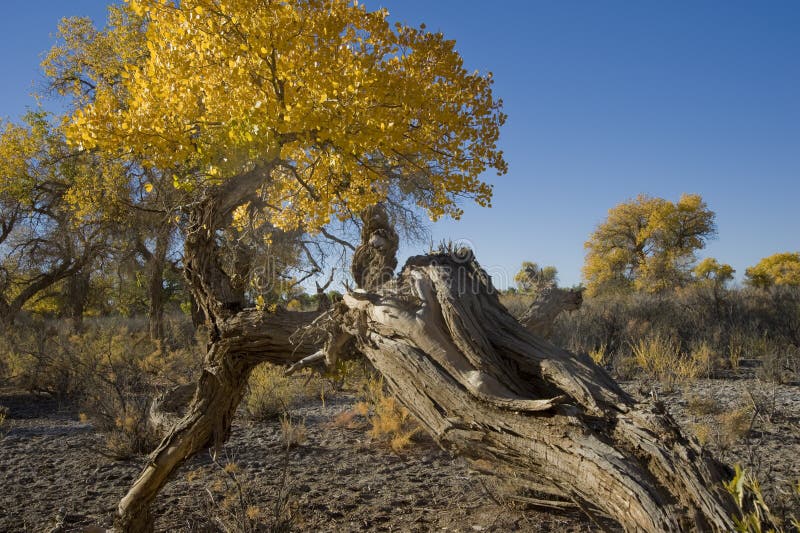 Populus euphratica