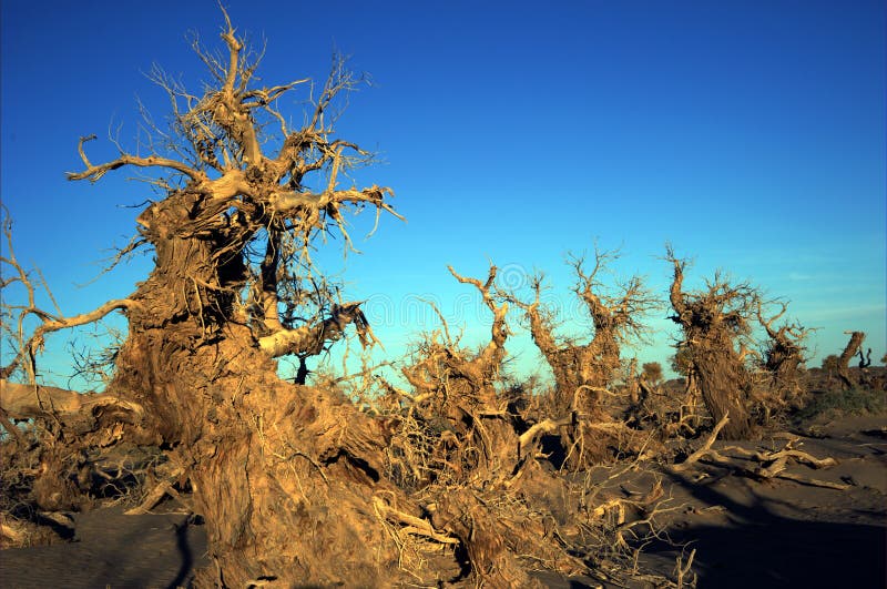 Populus euphratica