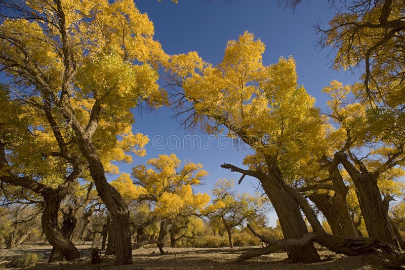 Populus euphratica