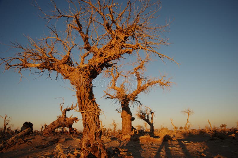 Populus euphratica