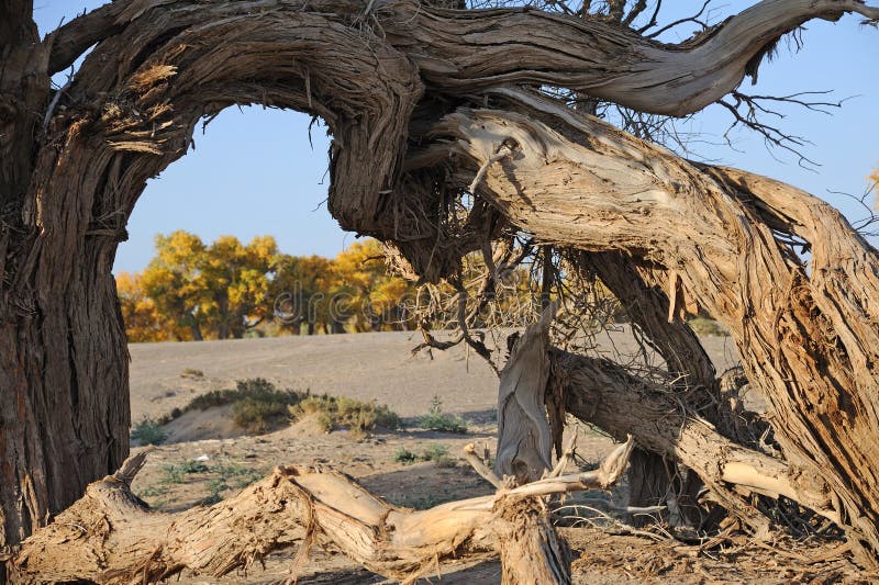 Populus euphratica trees