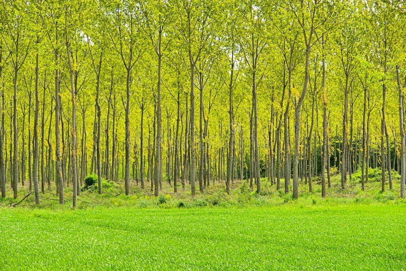 Populus forest