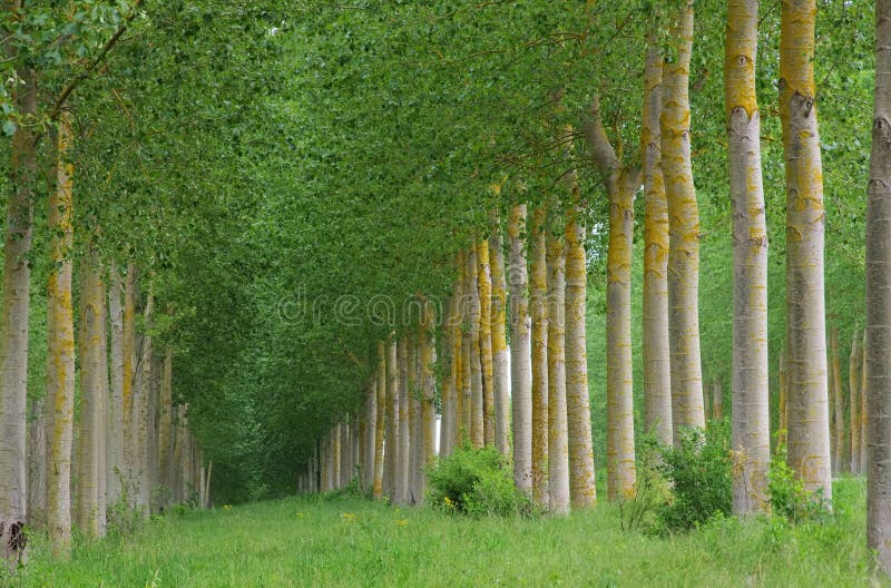 Populus forest