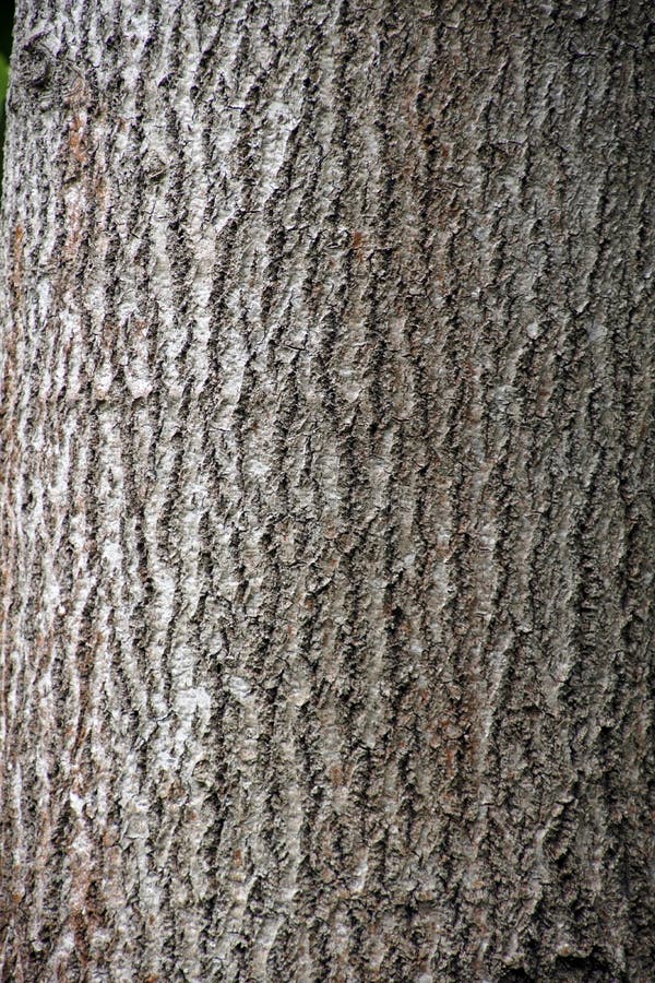 Populus tremula commonly called aspen The trunk of a living tree. bark