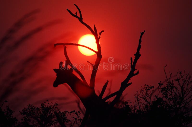 Por do sol africano Por do sol africano