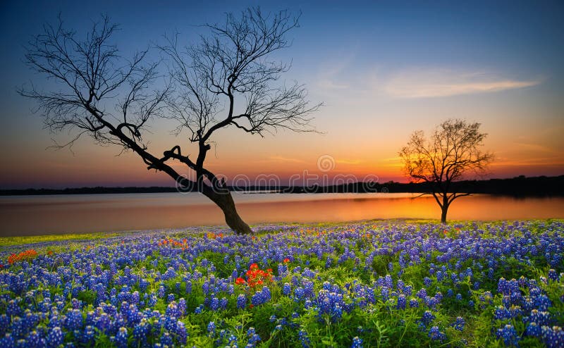 Por do sol bonito da mola de Texas sobre um lago