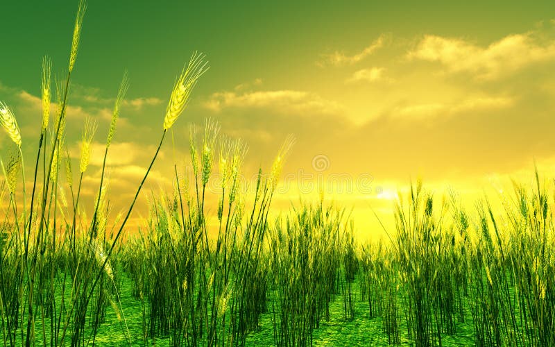 Por do sol bonito sobre o campo de trigo ilustração stock